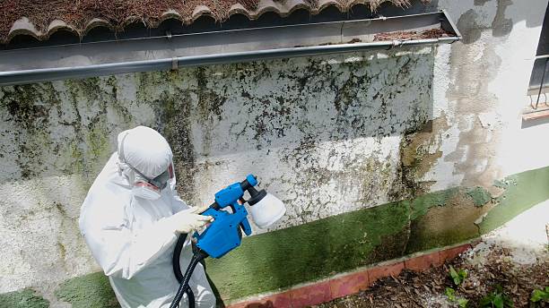 Top rated local Mold Cleanup specialists in Cheyney, PA